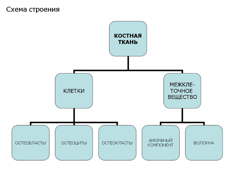 Схема строения
